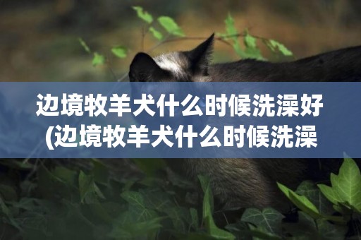 邊境牧羊犬什么時候洗澡好(邊境牧羊犬什么時候洗澡好呢)