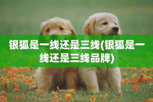 銀狐是一線還是三線(銀狐是一線還是三線品牌)