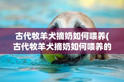 古代牧羊犬摘奶如何喂養(古代牧羊犬摘奶如何喂養的)