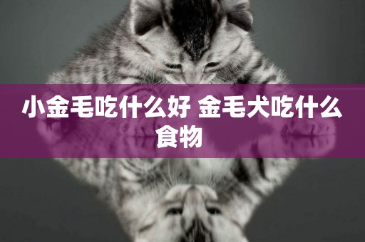 小金毛吃什么好 金毛犬吃什么食物 