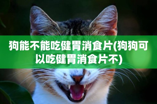 狗能不能吃健胃消食片(狗狗可以吃健胃消食片不)