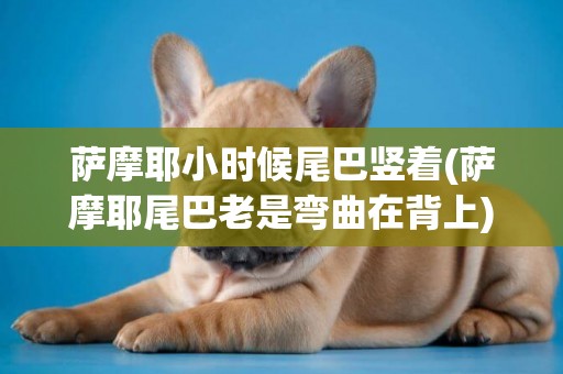 薩摩耶小時候尾巴豎著(薩摩耶尾巴老是彎曲在背上)