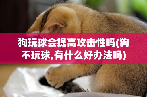 狗玩球會提高攻擊性嗎(狗不玩球,有什么好辦法嗎)