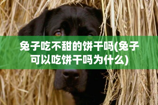 兔子吃不甜的餅干嗎(兔子可以吃餅干嗎為什么)