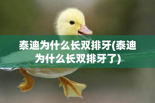 泰迪為什么長雙排牙(泰迪為什么長雙排牙了)
