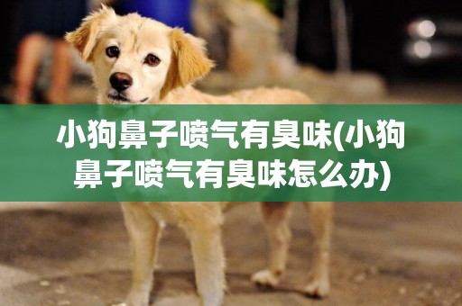 小狗鼻子噴氣有臭味(小狗鼻子噴氣有臭味怎么辦)