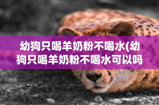 幼狗只喝羊奶粉不喝水(幼狗只喝羊奶粉不喝水可以嗎)