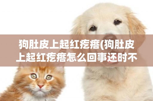 狗肚皮上起紅疙瘩(狗肚皮上起紅疙瘩怎么回事還時不時的叫)