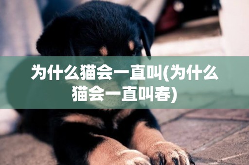為什么貓會一直叫(為什么貓會一直叫春)