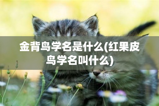 金背鳥學名是什么(紅果皮鳥學名叫什么)
