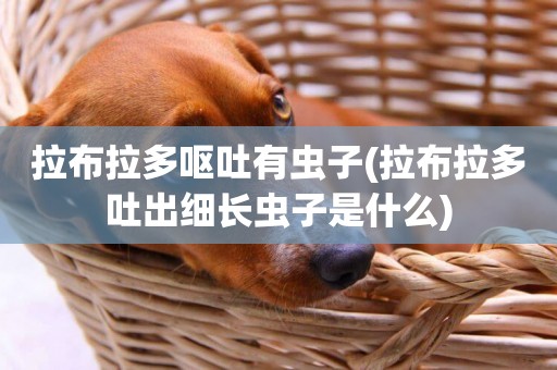 拉布拉多嘔吐有蟲子(拉布拉多吐出細長蟲子是什么)