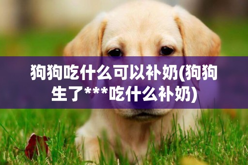 狗狗吃什么可以補奶(狗狗生了***吃什么補奶)
