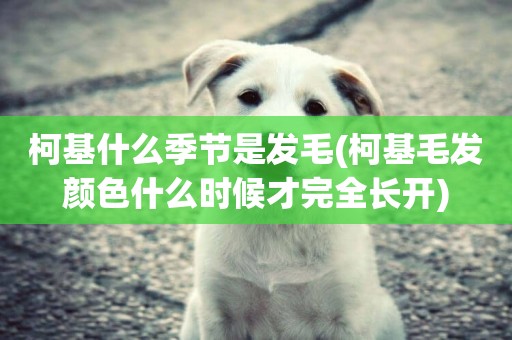 柯基什么季節是發毛(柯基毛發顏色什么時候才完全長開)