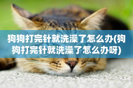 狗狗打完針就洗澡了怎么辦(狗狗打完針就洗澡了怎么辦呀)