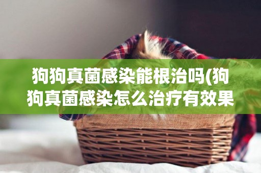 狗狗真菌感染能根治嗎(狗狗真菌感染怎么治療有效果)