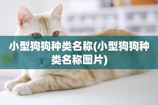 小型狗狗種類名稱(小型狗狗種類名稱圖片)