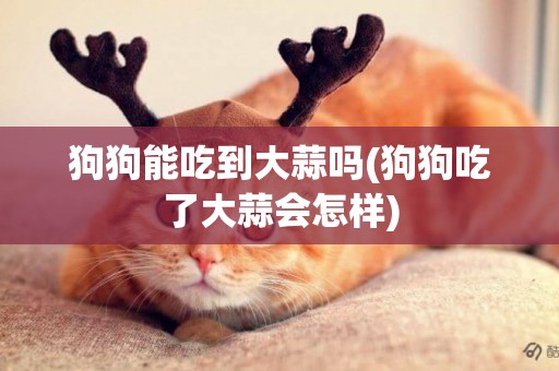 狗狗能吃到大蒜嗎(狗狗吃了大蒜會怎樣)