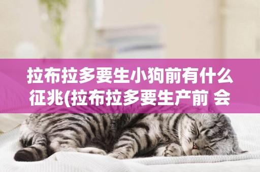 拉布拉多要生小狗前有什么征兆(拉布拉多要生產前 會有什么預兆)