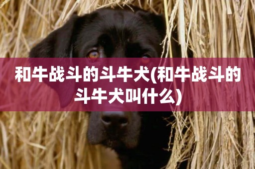 和牛戰斗的斗牛犬(和牛戰斗的斗牛犬叫什么)