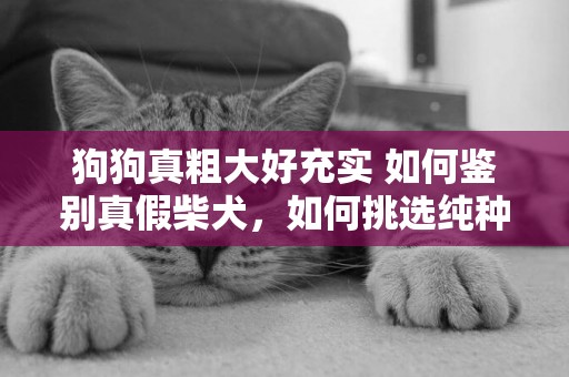 狗狗真粗大好充實 如何鑒別真假柴犬，如何挑選純種柴犬？ 