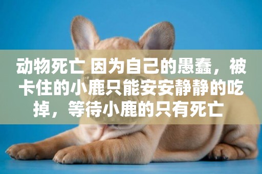 動物死亡 因為自己的愚蠢，被卡住的小鹿只能安安靜靜的吃掉，等待小鹿的只有死亡 