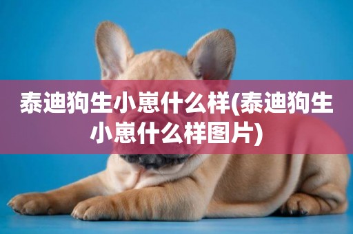 泰迪狗生小崽什么樣(泰迪狗生小崽什么樣圖片)