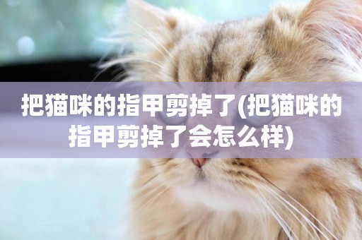 把貓咪的指甲剪掉了(把貓咪的指甲剪掉了會怎么樣)