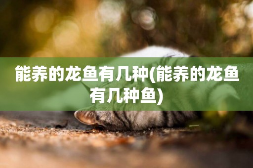 能養的龍魚有幾種(能養的龍魚有幾種魚)