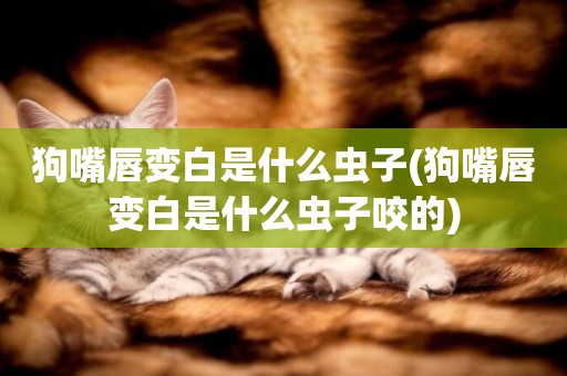 狗嘴唇變白是什么蟲子(狗嘴唇變白是什么蟲子咬的)