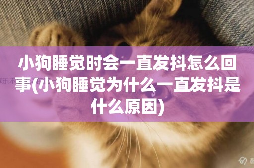 小狗睡覺時會一直發抖怎么回事(小狗睡覺為什么一直發抖是什么原因)