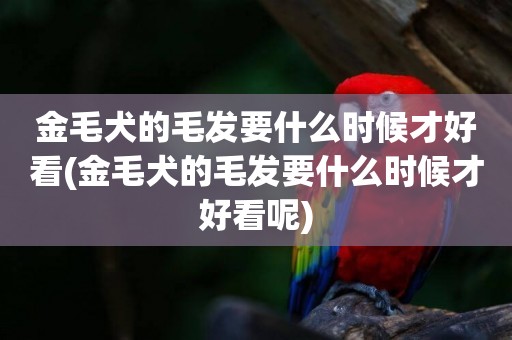 金毛犬的毛發要什么時候才好看(金毛犬的毛發要什么時候才好看呢)
