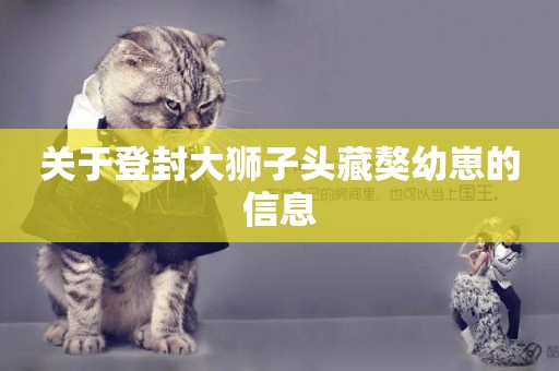 關于登封大獅子頭藏獒幼崽的信息