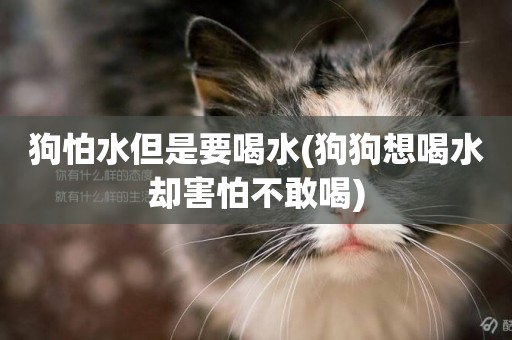 狗怕水但是要喝水(狗狗想喝水卻害怕不敢喝)