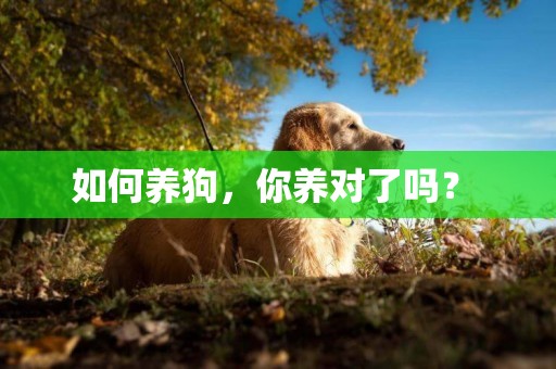 如何養狗，你養對了嗎？ 
