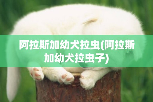 阿拉斯加幼犬拉蟲(阿拉斯加幼犬拉蟲子)