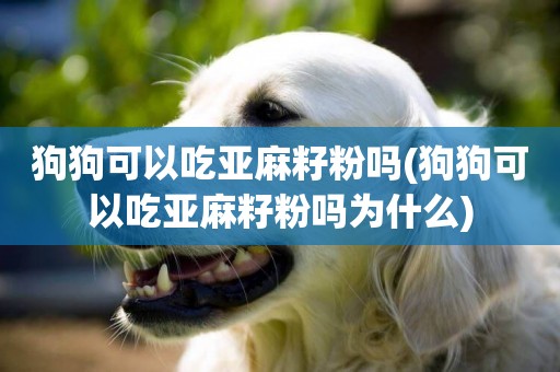 狗狗可以吃亞麻籽粉嗎(狗狗可以吃亞麻籽粉嗎為什么)