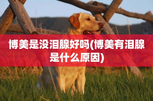 博美是沒淚腺好嗎(博美有淚腺是什么原因)