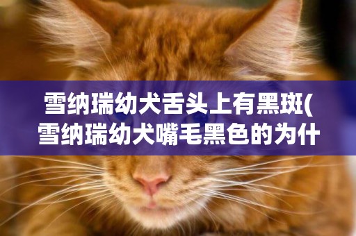 雪納瑞幼犬舌頭上有黑斑(雪納瑞幼犬嘴毛黑色的為什么)