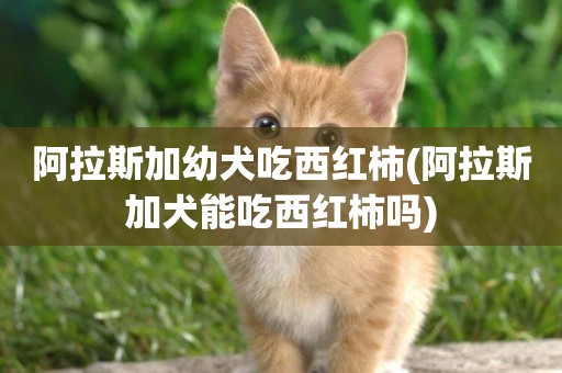 阿拉斯加幼犬吃西紅柿(阿拉斯加犬能吃西紅柿嗎)