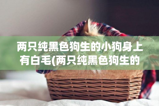 兩只純黑色狗生的小狗身上有白毛(兩只純黑色狗生的小狗身上有白毛怎么回事)