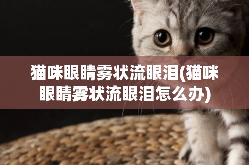 貓咪眼睛霧狀流眼淚(貓咪眼睛霧狀流眼淚怎么辦)