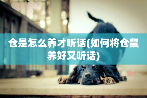 倉是怎么養才聽話(如何將倉鼠養好又聽話)