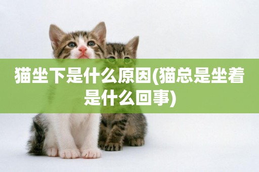 貓坐下是什么原因(貓總是坐著是什么回事)