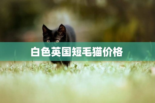 白色英國短毛貓價格 