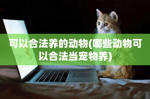 可以合法養的動物(哪些動物可以合法當寵物養)