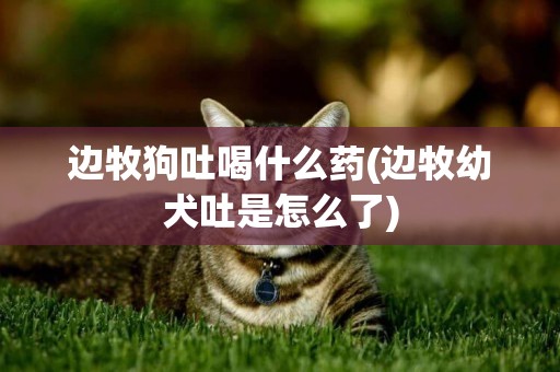 邊牧狗吐喝什么藥(邊牧幼犬吐是怎么了)