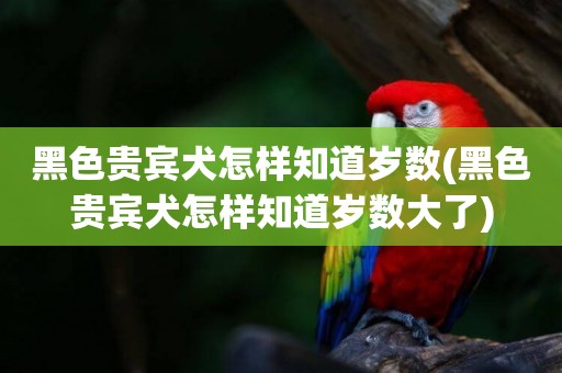黑色貴賓犬怎樣知道歲數(黑色貴賓犬怎樣知道歲數大了)