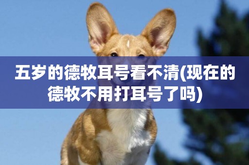 五歲的德牧耳號看不清(現在的德牧不用打耳號了嗎)