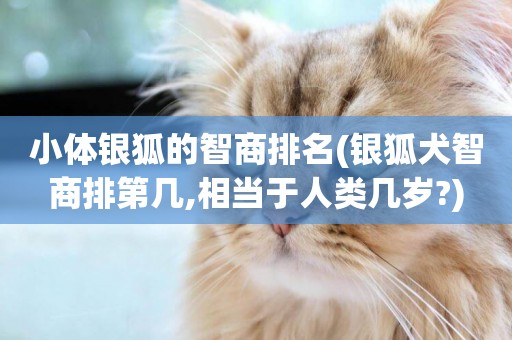 小體銀狐的智商排名(銀狐犬智商排第幾,相當于人類幾歲?)