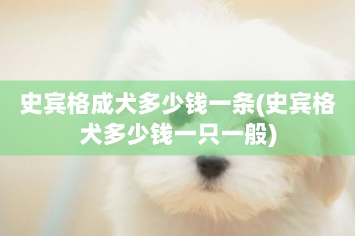 史賓格成犬多少錢一條(史賓格犬多少錢一只一般)
